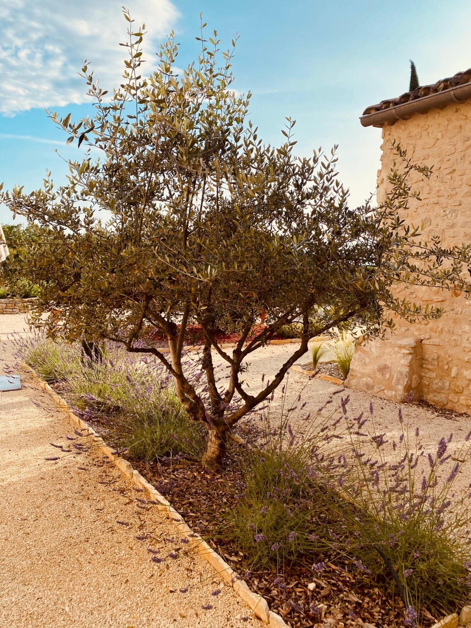 La Bastide Des Oliviers Provence - Mirabel Aux Baronnies Villa Exteriör bild